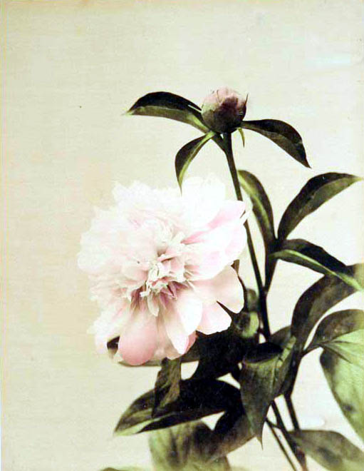 Kusakabe Kimbei studio, Camelｌia, hand-colored albumen print, 1880-90’s. © MNAAG.